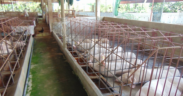 Giá heo hơi hôm nay, 22-11: Bật tăng ở hầu hết các vùng miền