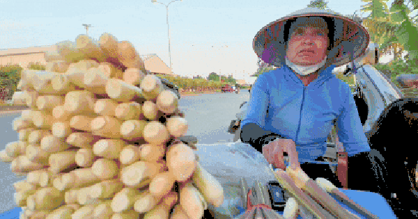 Loại củ mỗi năm chỉ có một lần, ăn giòn ngọt, nguyên vị sương sớm gây thương nhớ