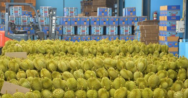 Sau Lào, Campuchia, thêm một đối thủ sầu riêng chuẩn bị gia nhập thị trường Trung Quốc: Diện tích bằng 1/8 so với Việt Nam, dự kiến xuất khẩu từ 2026