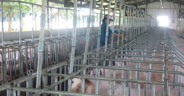 Giá heo hơi hôm nay, 26-11: Tiếp tục tăng ở nhiều vùng miền