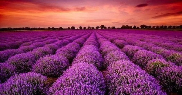 Một cổ phiếu công ty chứng khoán “bốc đầu” kịch trần ngay trước thềm họp ĐHCĐ bất thường