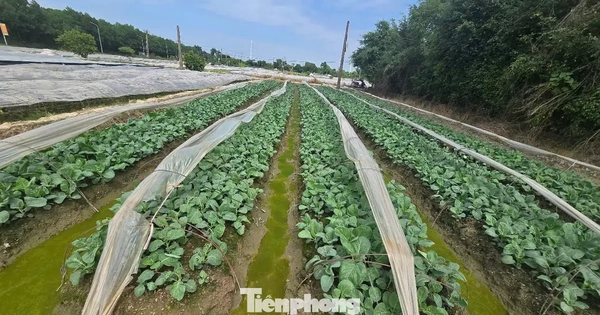 Hà Nội chính thức thông qua bảng giá đất mới, đất nông nghiệp cao nhất 290.000 đồng/m2