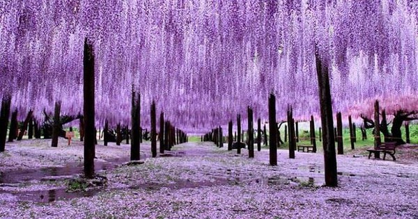 Một doanh nghiệp báo lãi gấp 15 lần cùng kỳ, cổ phiếu tăng 9 phiên trần, giá lên 150% sau 2 tháng