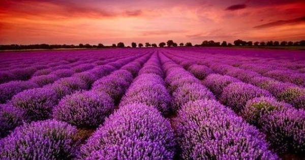 Cổ phiếu doanh nghiệp gần 70 năm tuổi bất ngờ "tím lịm" 7 phiên liên tiếp, điều gì đang diễn ra?