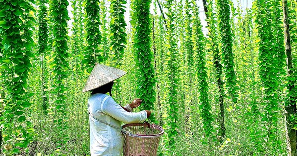 Nông dân đổi đời nhờ trồng loại cây mọc dại: "Đếm lá tính tiền", thu về 2 tỷ/năm