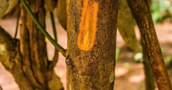 Một loại ‘vàng nâu’ quý báu của thế giới nhưng Việt Nam trồng bạt ngàn: Từ thân đến là đều ra tiền, thu về gần 250 triệu USD kể từ đầu năm