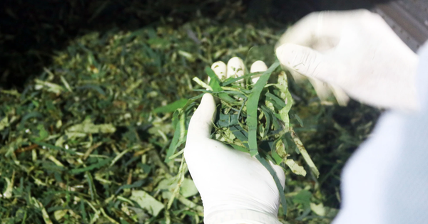 Trồng loại cây bán được từ lá đến củ, một người ở Đồng Tháp thu 150 triệu/tháng