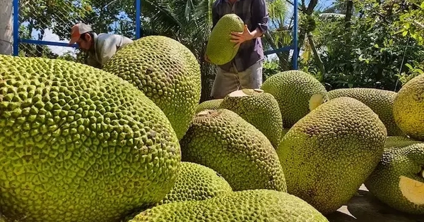 Mít tươi Việt có 'visa' xuất khẩu Trung Quốc: Cơ hội ra sao?