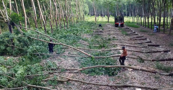 Đồng Nai: Phê bình UBND xã Đồng Tâm, Tân Lợi, Nghĩa Trung