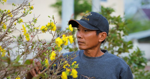 Thủ phủ mai vàng miền Trung thất thu nặng sau thiên tai kép