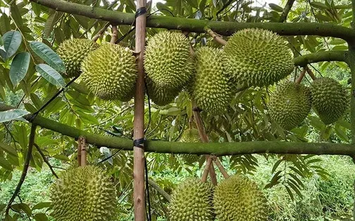 Sầu riêng tiếp tục là mặt hàng xuất khẩu chủ lực - Ảnh 1