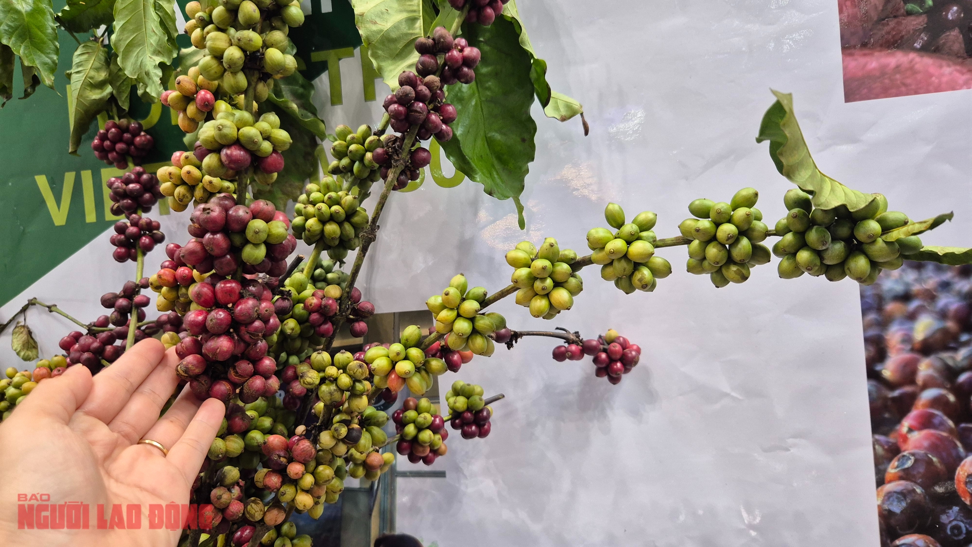 Giá cà phê hôm nay 1-11: Cực đoan hơn thời tiết - Ảnh 1