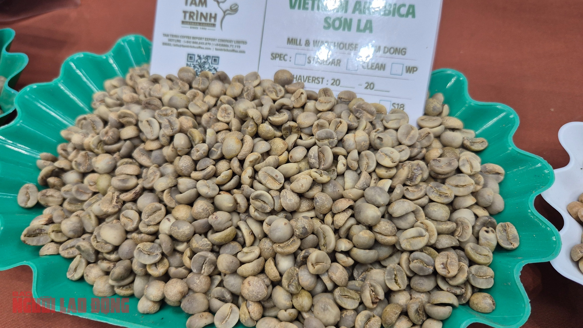 Giá cà phê hôm nay, 2-11: Điều chưa từng có ở vùng cà phê Sơn La - Ảnh 1