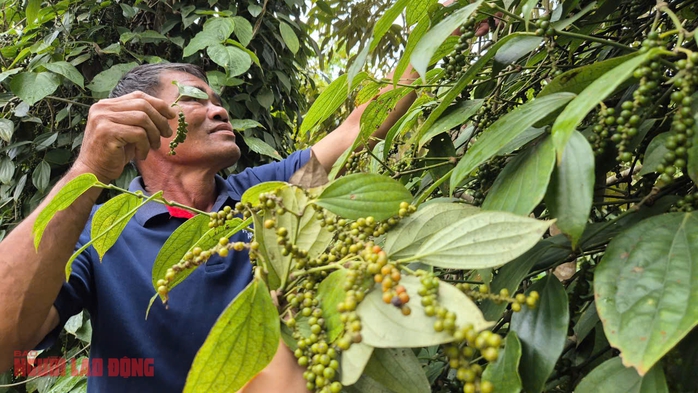 Không ít đại lý tạm ngưng thu mua tiêu và nại lý do này - Ảnh 1