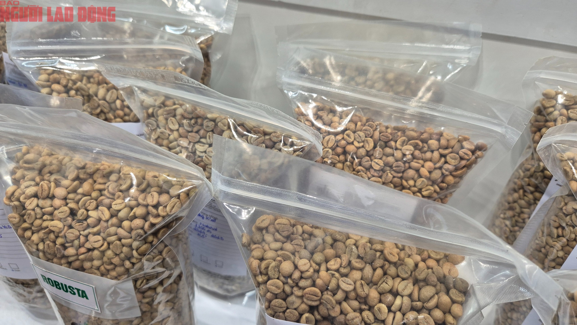 Giá cà phê hôm nay 5-11: Cà phê Việt được săn đón - Ảnh 1