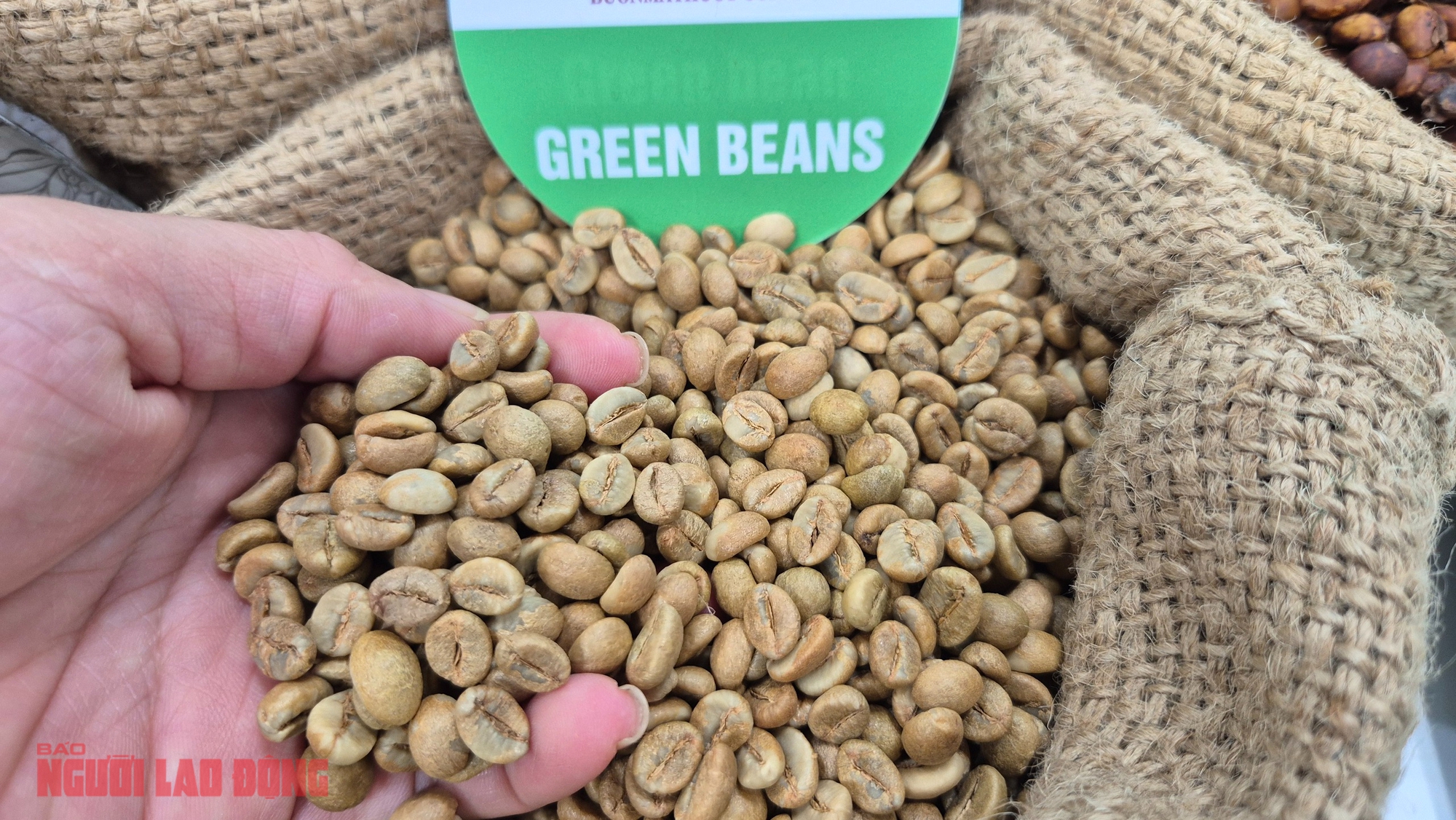 Giá cà phê hôm nay 9-11: Ai là vua xuất khẩu cà phê? - Ảnh 1