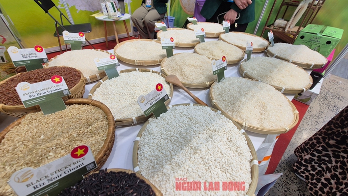 Chủ tịch VFA nói gì về việc Philippines dừng nhập khẩu gạo đến hết năm 2025? - Ảnh 1