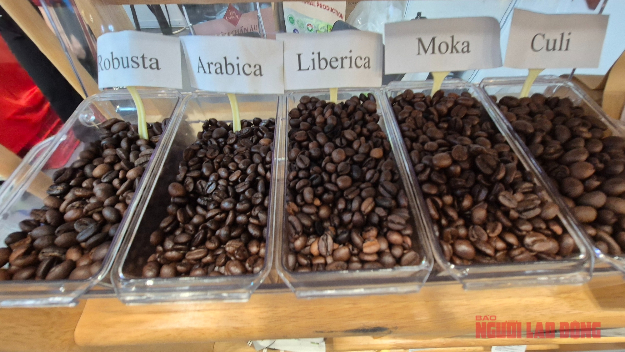 Giá cà phê hôm nay 26-11: Tăng 3 con số trở lại - Ảnh 1