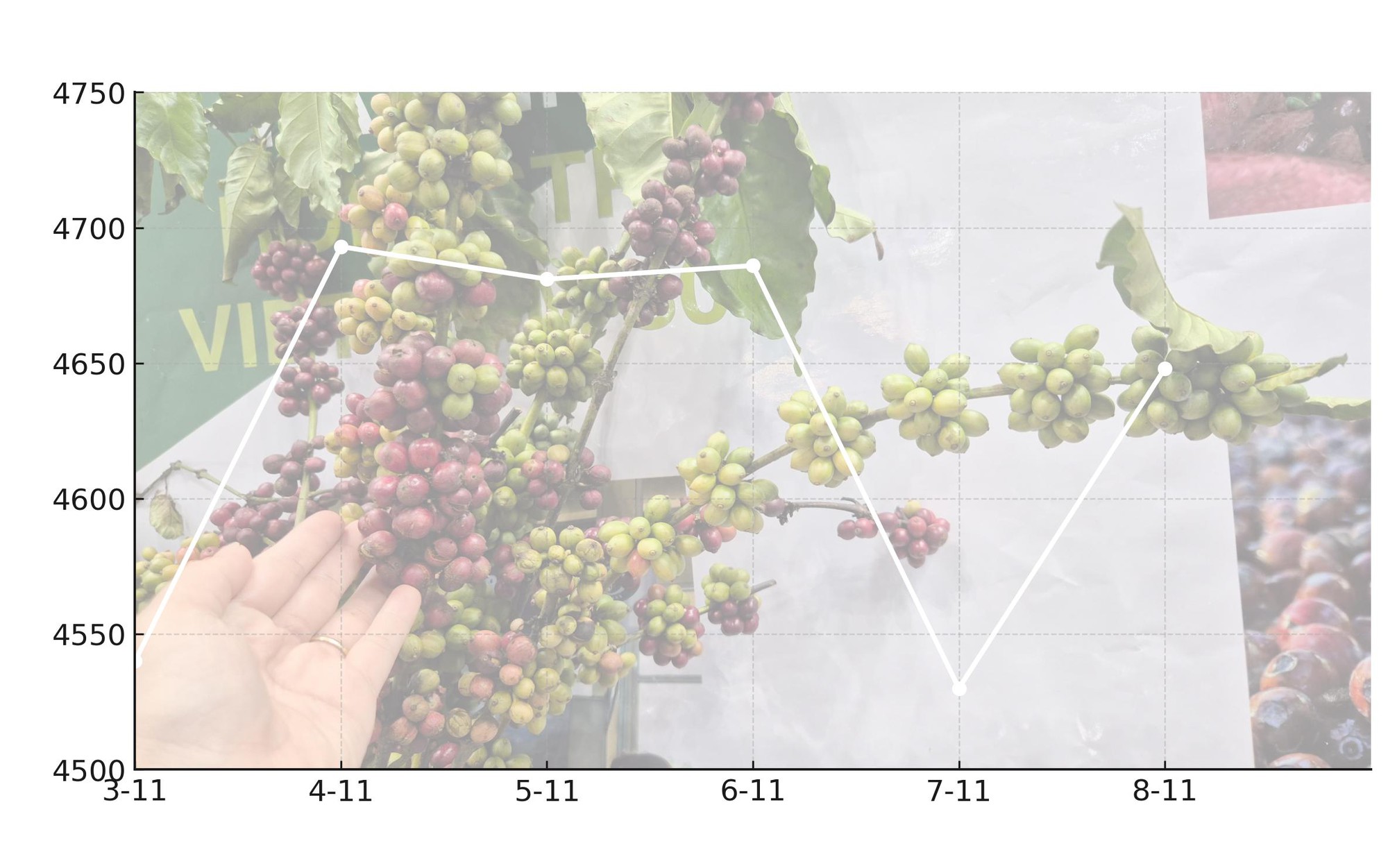 Giá cà phê hôm nay 8 -11: Quay đầu tăng mạnh - Ảnh 1