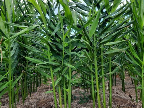 Loại củ là gia vị quý của thế giới Việt Nam trồng bạt ngàn: Thu về hơn 48 triệu USD kể từ đầu năm, nước ta là ông lớn thứ 3 thế giới - Ảnh 1