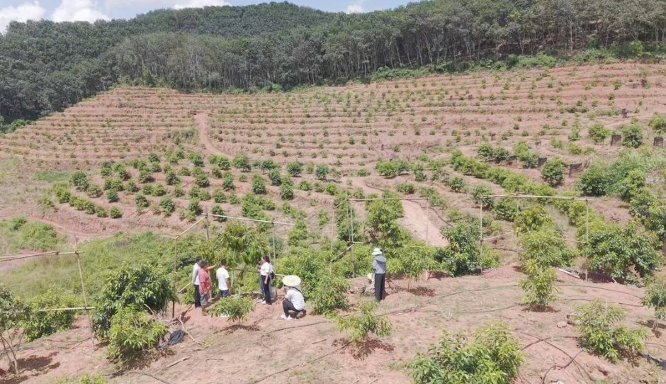 Trung Quốc tuyên bố vừa thử nghiệm thành công sầu riêng tại Vân Nam: Hướng tới giấc mơ “tự do sầu riêng”, diện tích trồng ra sao? - Ảnh 1