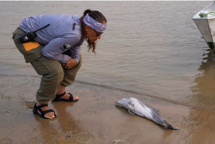 Hàng trăm cá heo chết dồn dập suốt 2 tháng ở Amazon, nước hồ chuyển đỏ: Giới khoa học đứng ngồi không yên - Ảnh 5