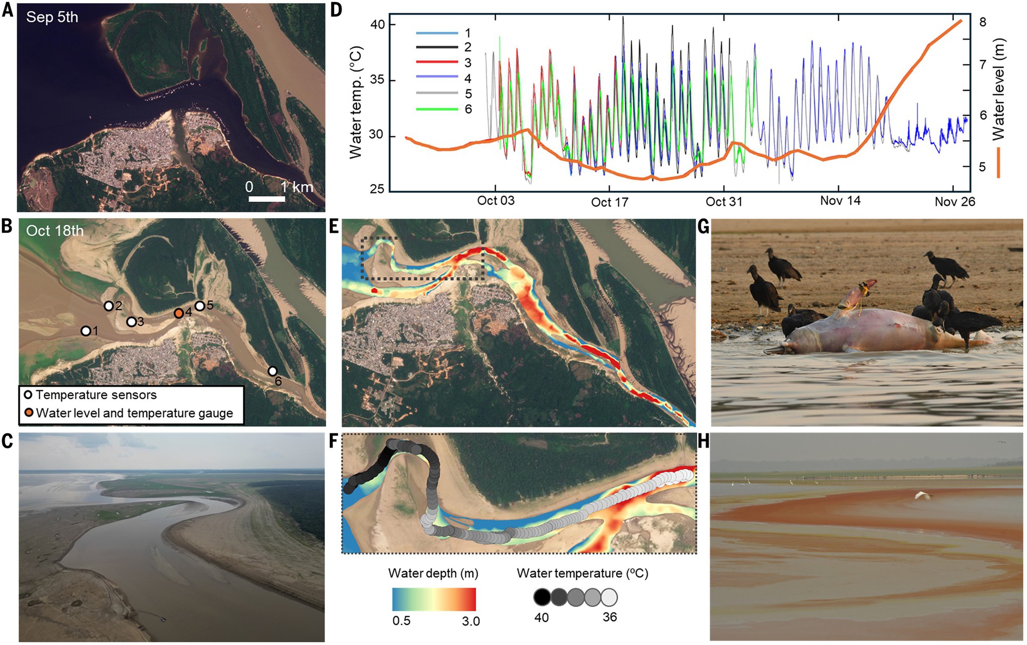 Hàng trăm cá heo chết dồn dập suốt 2 tháng ở Amazon, nước hồ chuyển đỏ: Giới khoa học đứng ngồi không yên - Ảnh 2