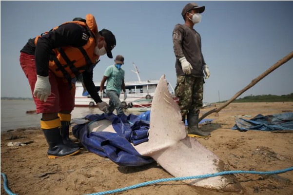 Hàng trăm cá heo chết dồn dập suốt 2 tháng ở Amazon, nước hồ chuyển đỏ: Giới khoa học đứng ngồi không yên - Ảnh 4