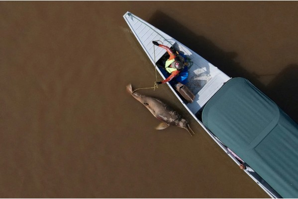 Hàng trăm cá heo chết dồn dập suốt 2 tháng ở Amazon, nước hồ chuyển đỏ: Giới khoa học đứng ngồi không yên - Ảnh 1