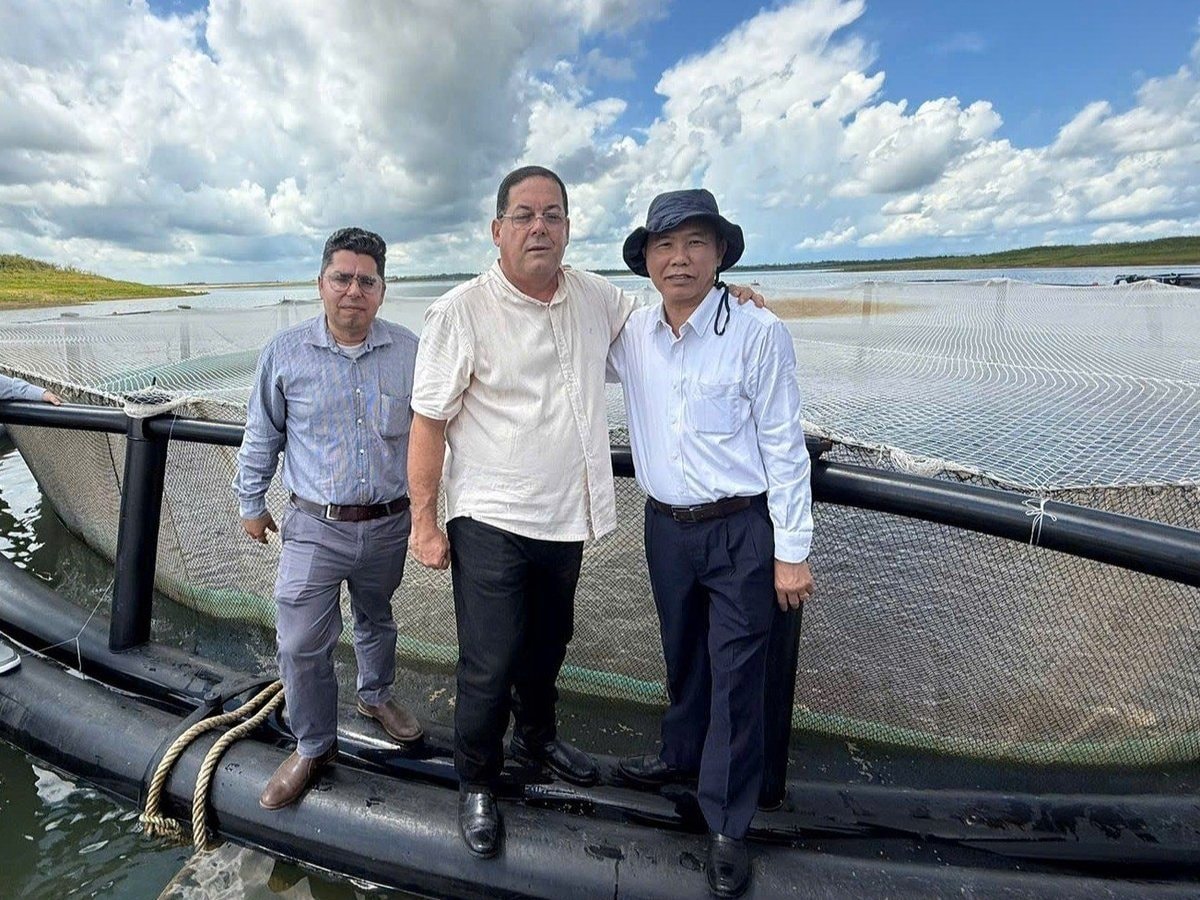 Sau hơn 10 năm, một loài cá tỷ USD của Việt Nam tạo nên kỳ tích tại Cuba: Tiềm năng rất lớn - Ảnh 1