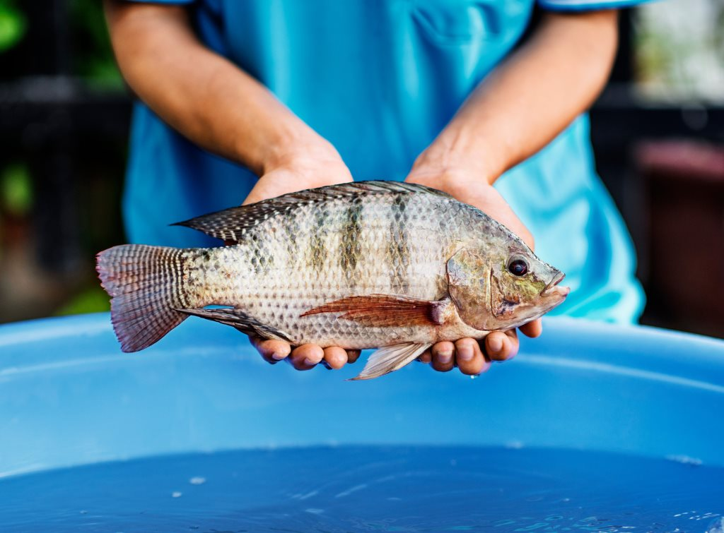 Sau hơn 10 năm, một loài cá tỷ USD của Việt Nam tạo nên kỳ tích tại Cuba: Tiềm năng rất lớn - Ảnh 3