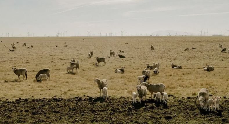 Một thành phố tại Mỹ sắp kiệt quệ vì hết đất phát triển, kinh tế trì trệ chưa từng có - Ảnh 1