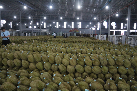 Sầu riêng Việt trước bài học lớn - Ảnh 1