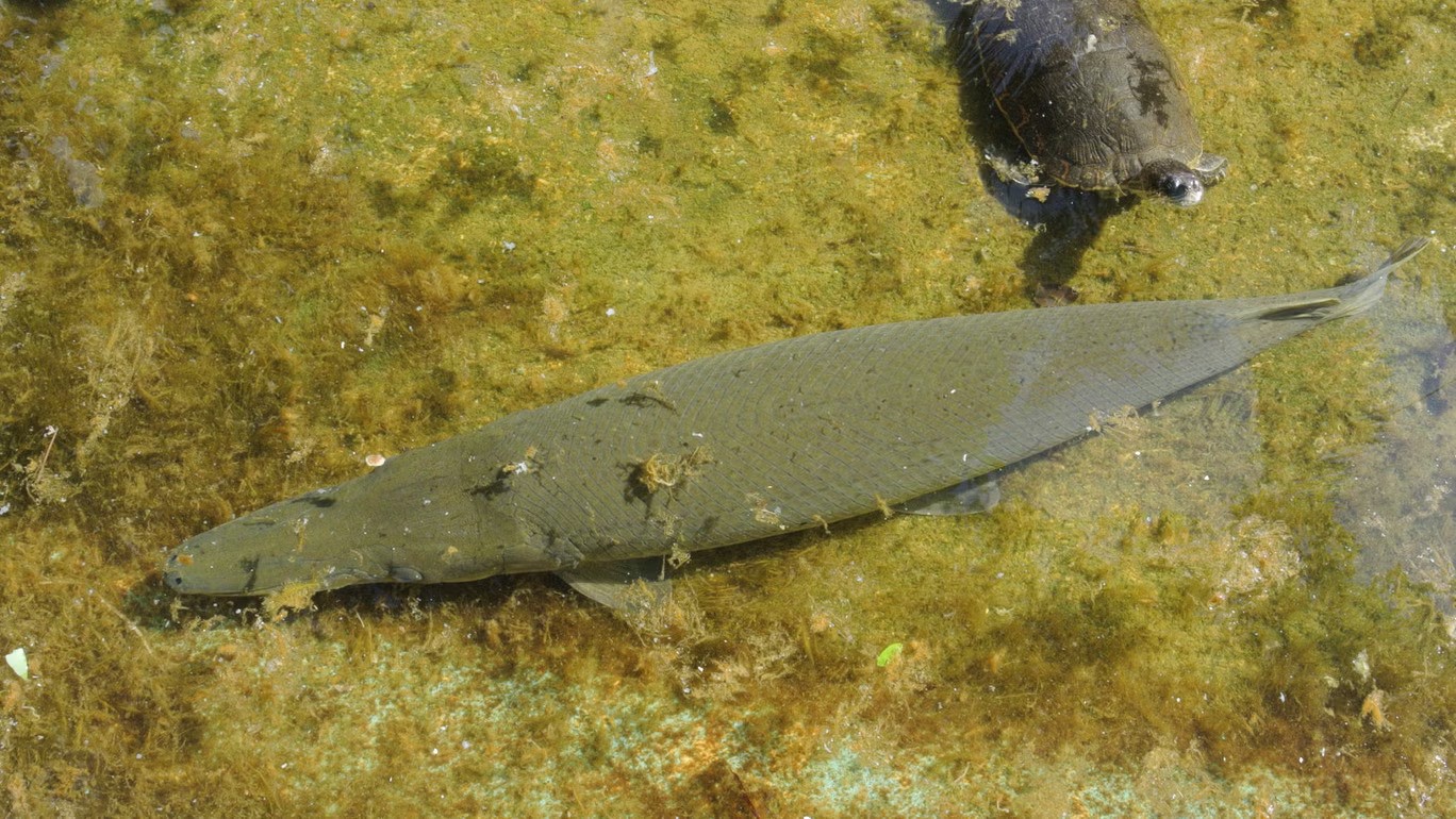 Cuba chạy đua với thời gian để cứu "báu vật thời khủng long" - Ảnh 3