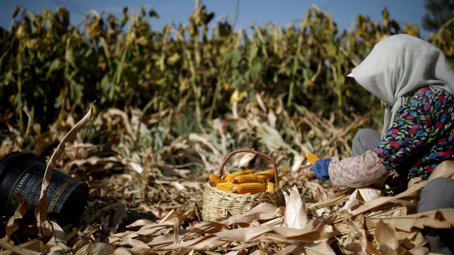 Sau đất hiếm, Trung Quốc siết xuất khẩu mặt hàng góp phần nuôi sống thế giới, làm rung chuyển thị trường lương thực toàn cầu - Ảnh 1
