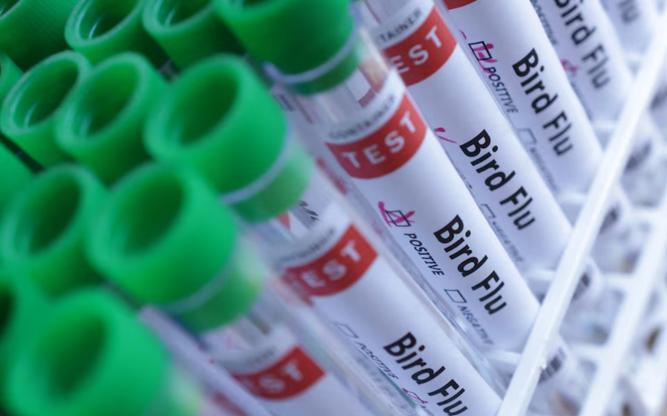 Hà Lan: Tiêu hủy 117.000 con gà vì cúm gia cầm lây lan - Ảnh 1