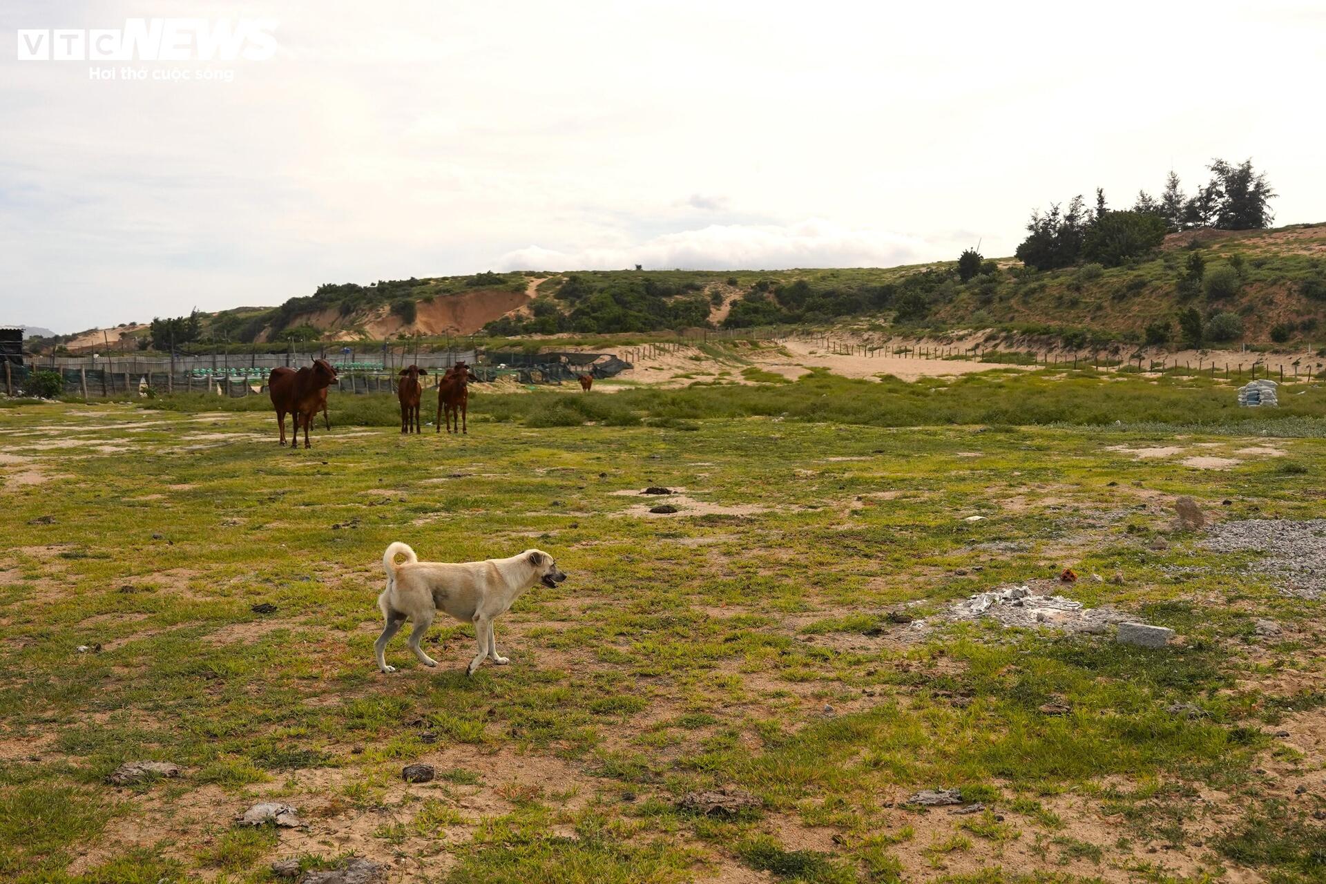 Cận cảnh khu đất ở Khánh Hòa dự kiến làm nhà máy điện hạt nhân - Ảnh 12