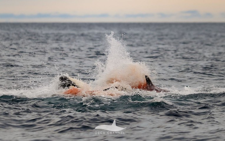 Lần đầu tiên con người vừa chụp được những hình ảnh đáng kinh ngạc này ở Na Uy - Ảnh 1