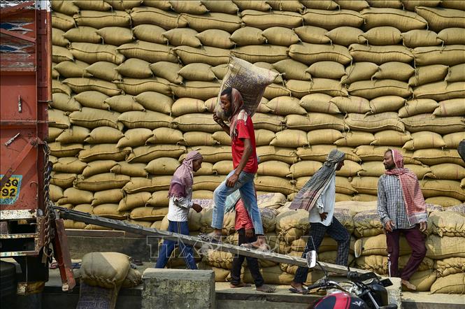 Cầu yếu, cung tăng gây sức ép lên giá gạo xuất khẩu của các nước châu Á - Ảnh 1