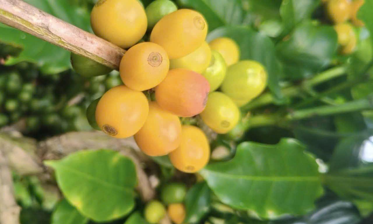 Giá cà phê hôm nay 12-11: Arabica lại tăng nóng, Robusta có diễn biến bất ngờ - Ảnh 1