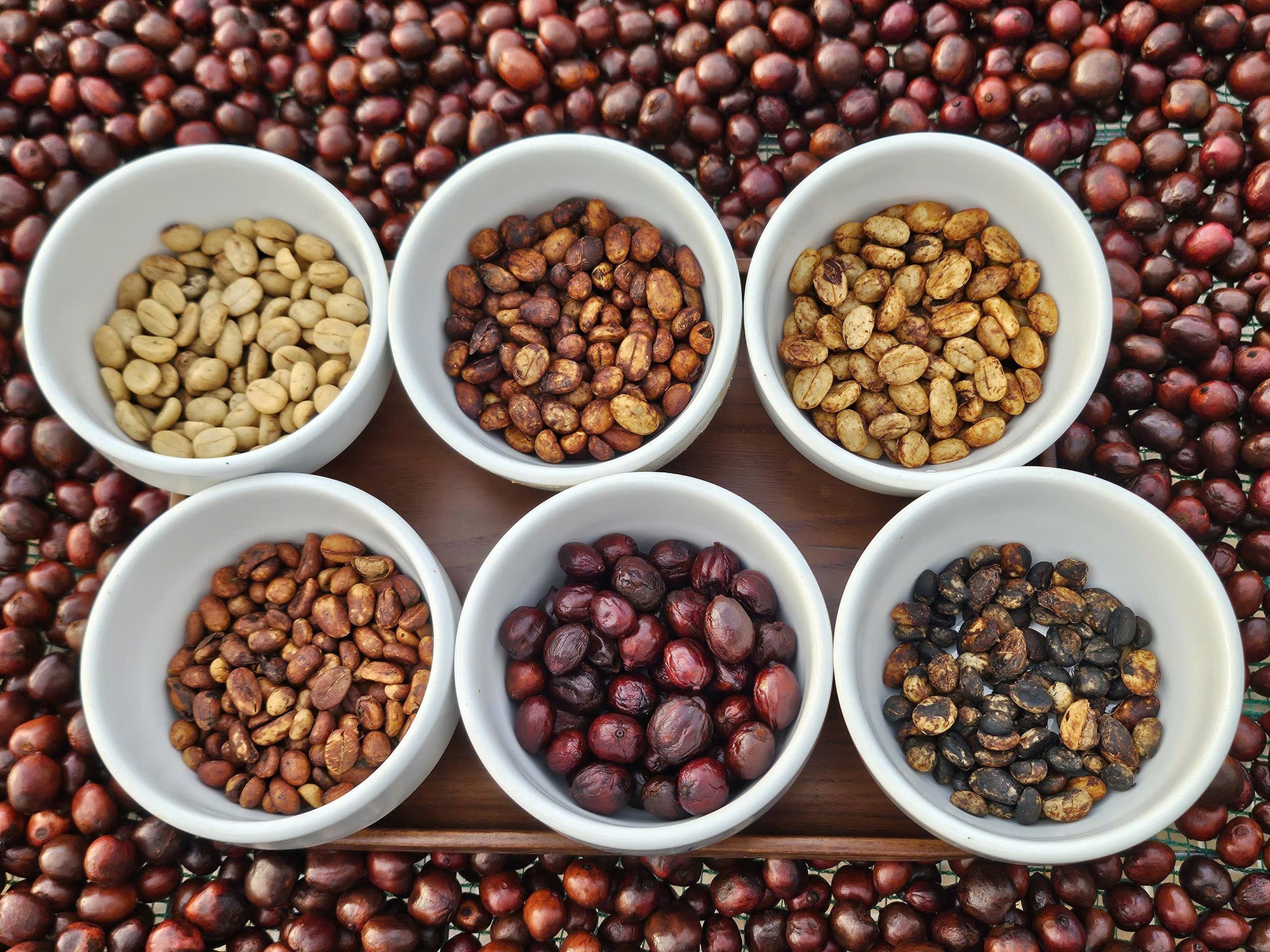 Giá cà phê hôm nay 21-11: Quay đầu tăng rất mạnh - Ảnh 1