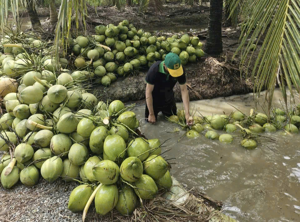 Dừa tươi rớt giá thê thảm - Ảnh 1