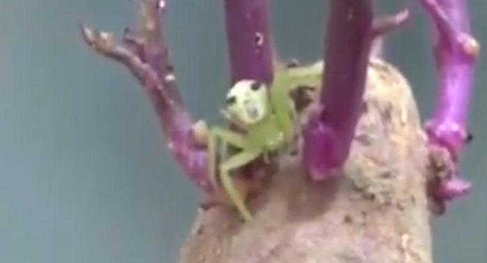 Nhện “mặt người” gây chú ý trên mạng Thái Lan - Ảnh 3