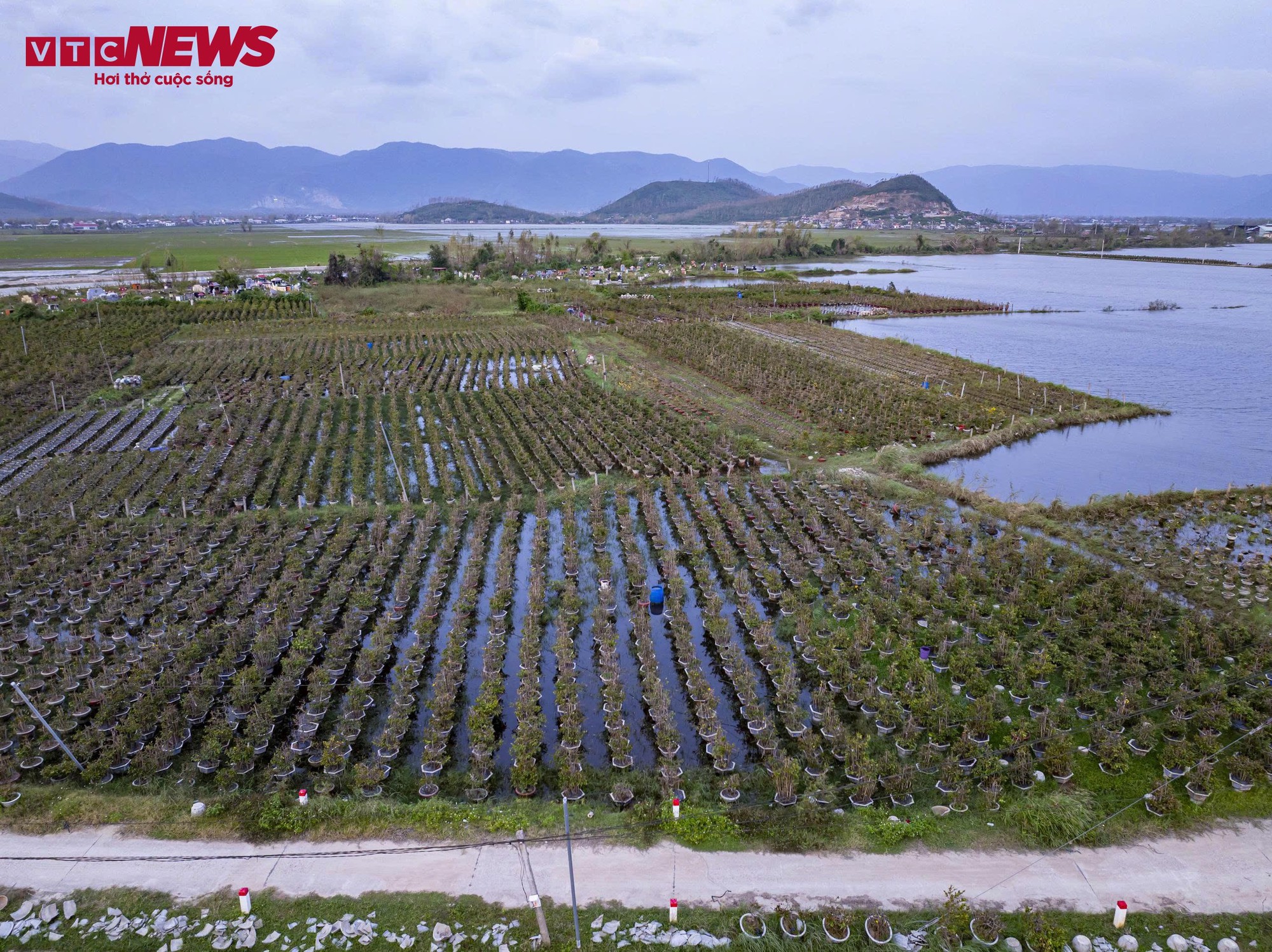 Thủ phủ mai vàng miền Trung thất thu nặng sau thiên tai kép - Ảnh 1