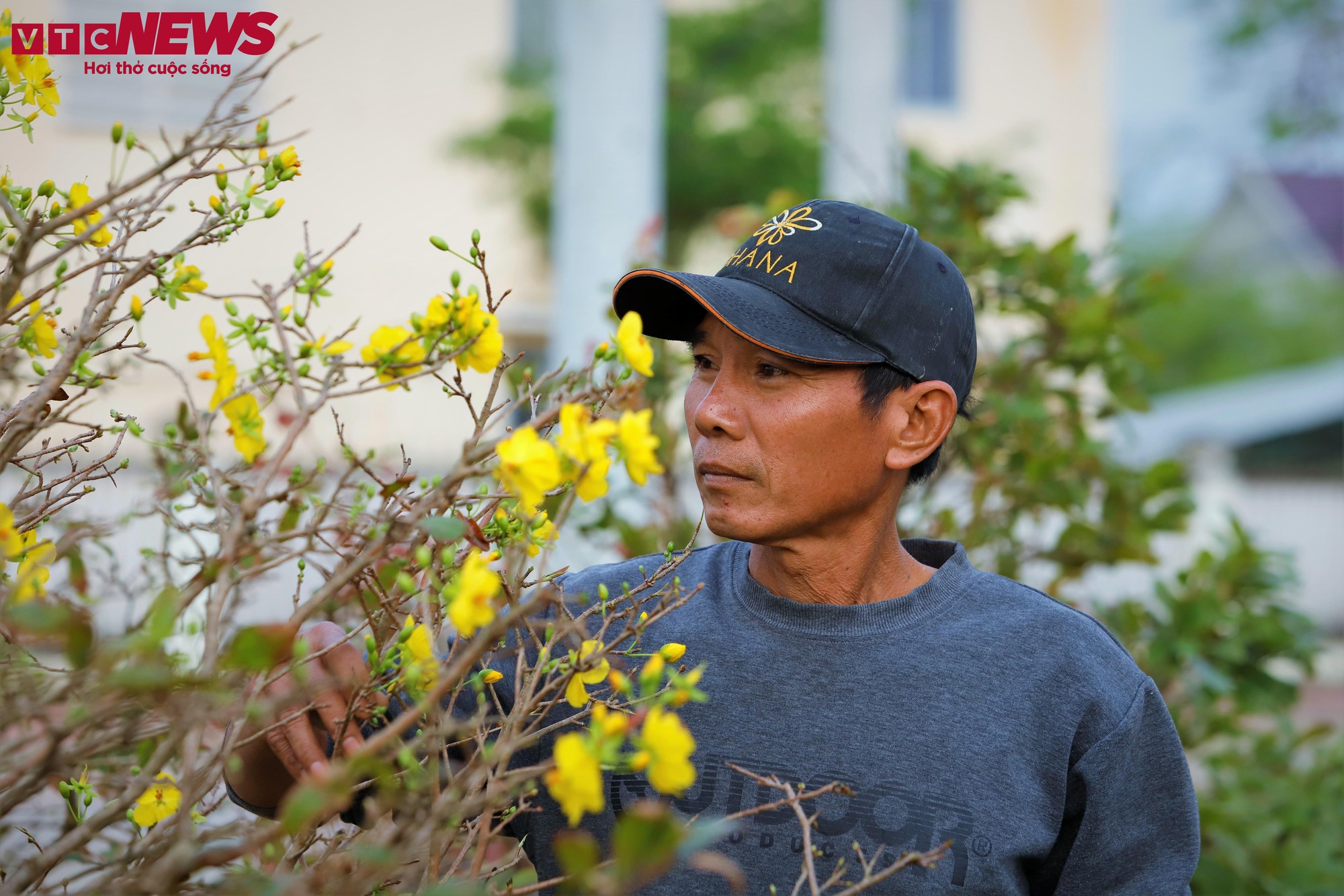 Thủ phủ mai vàng miền Trung thất thu nặng sau thiên tai kép - Ảnh 9