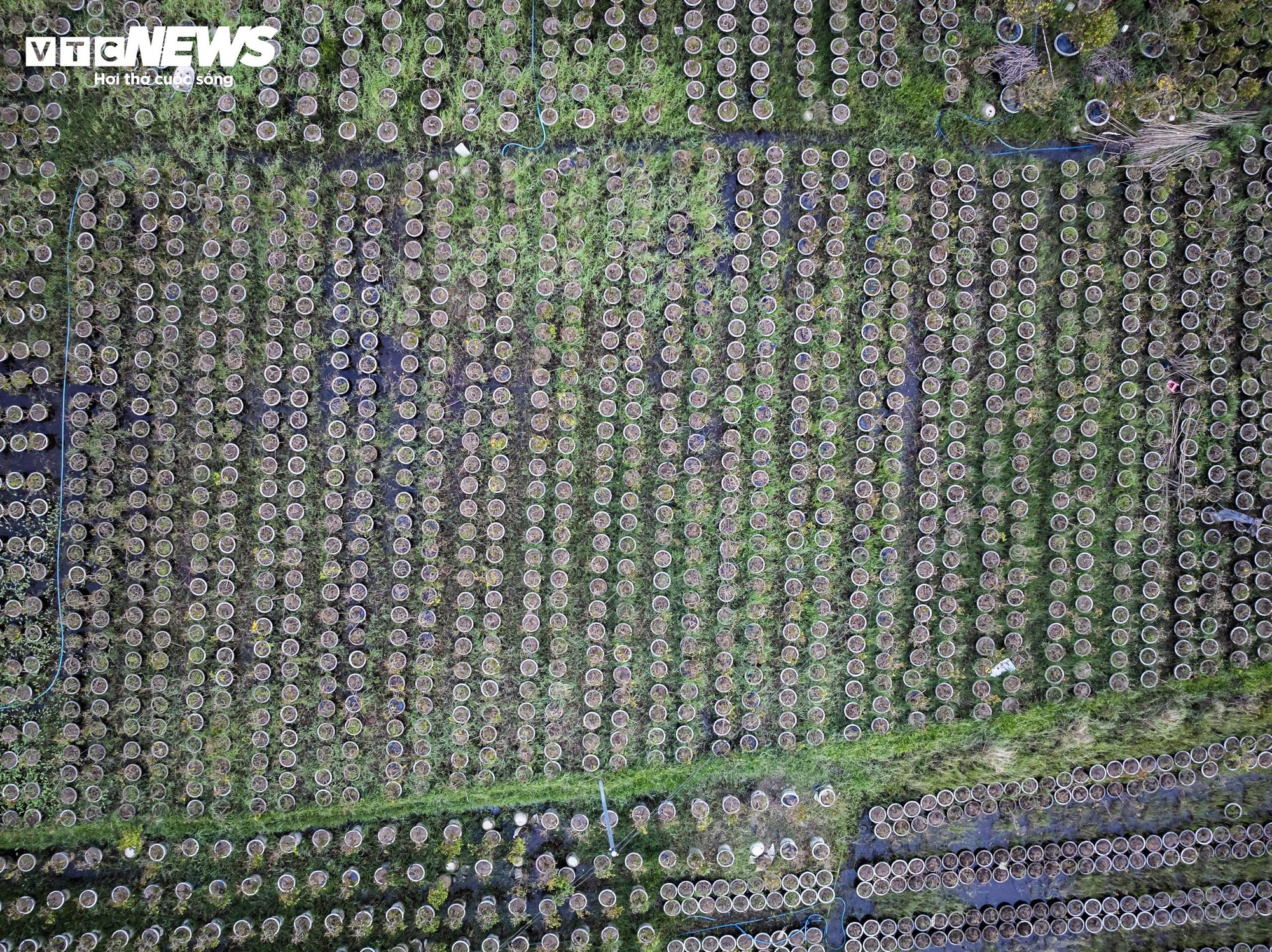 Thủ phủ mai vàng miền Trung thất thu nặng sau thiên tai kép - Ảnh 13