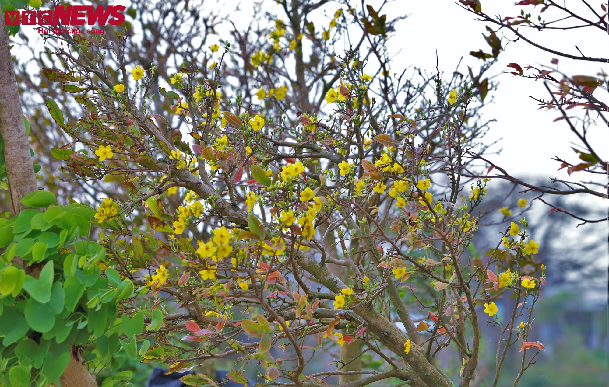 Thủ phủ mai vàng miền Trung thất thu nặng sau thiên tai kép - Ảnh 5