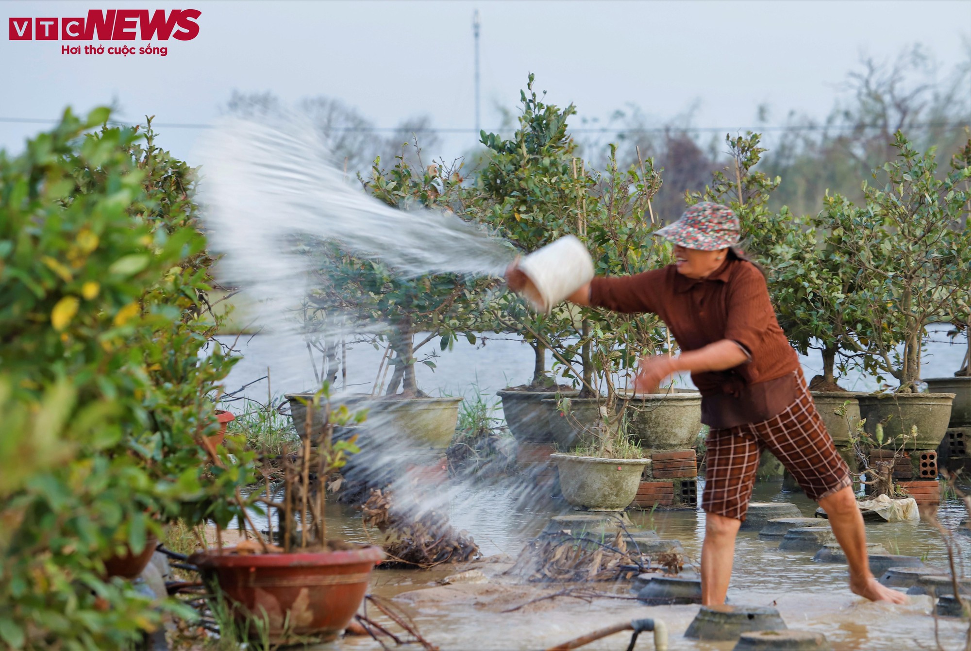 Thủ phủ mai vàng miền Trung thất thu nặng sau thiên tai kép - Ảnh 12