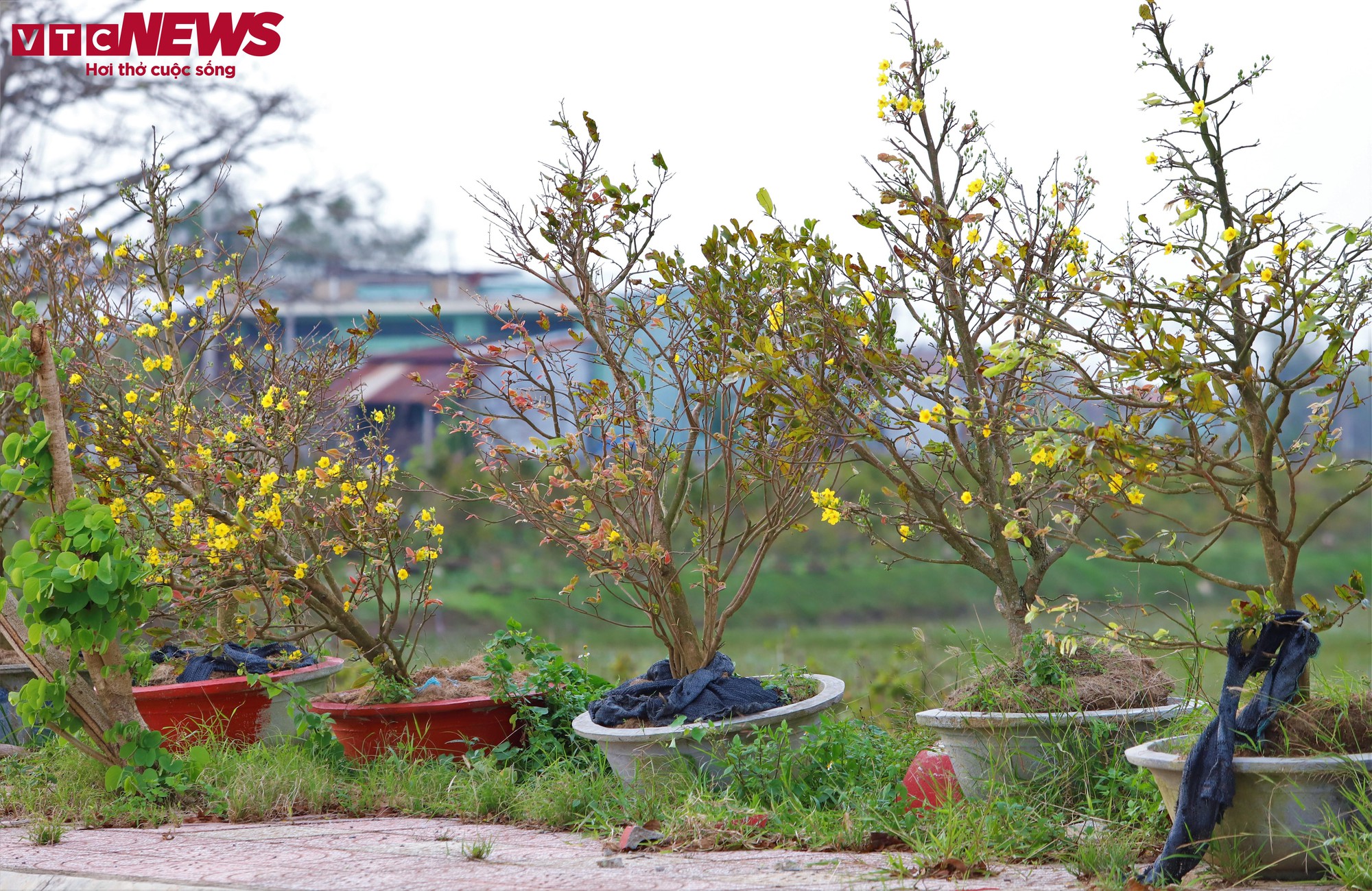 Thủ phủ mai vàng miền Trung thất thu nặng sau thiên tai kép - Ảnh 4