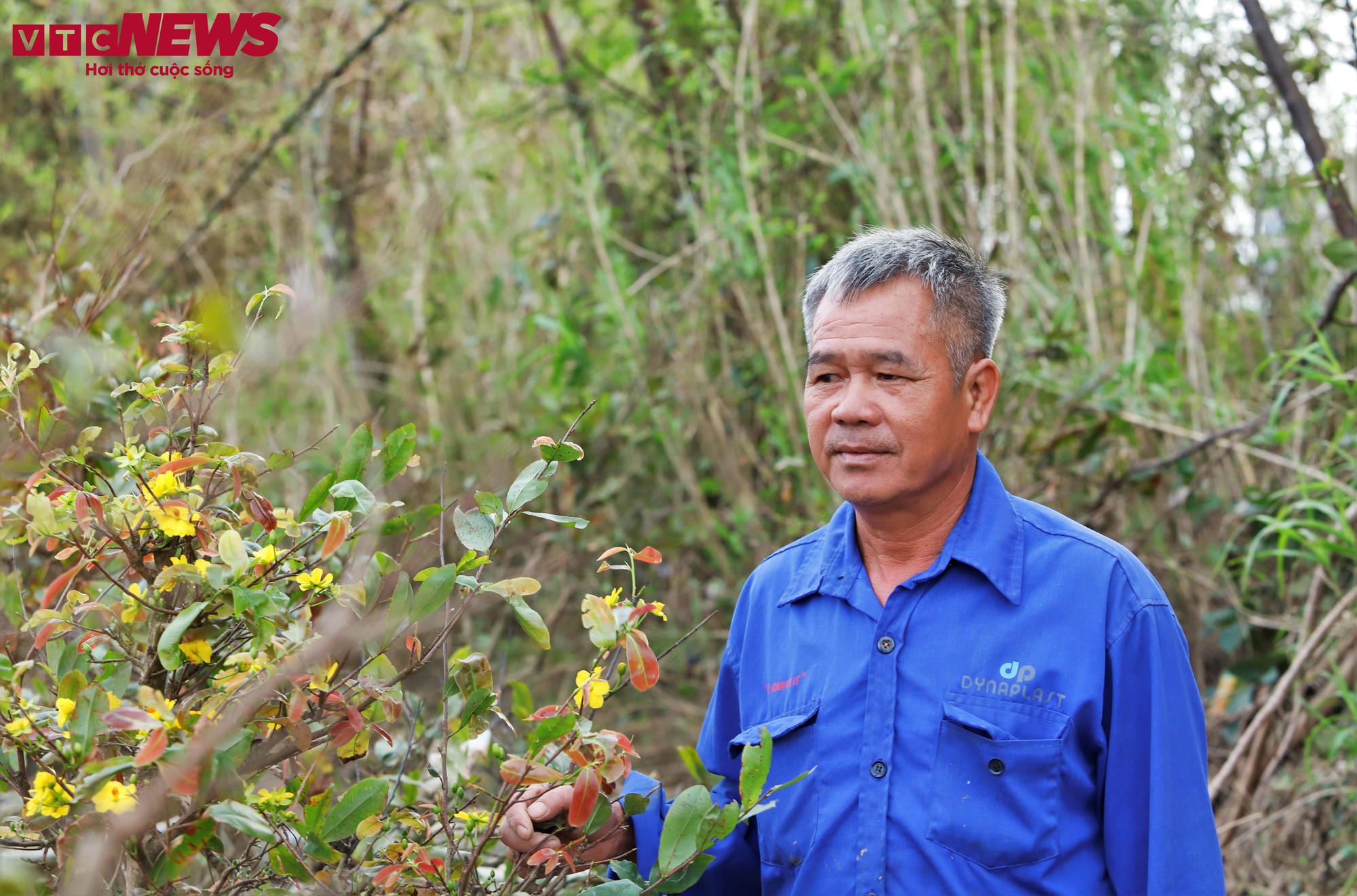 Thủ phủ mai vàng miền Trung thất thu nặng sau thiên tai kép - Ảnh 10